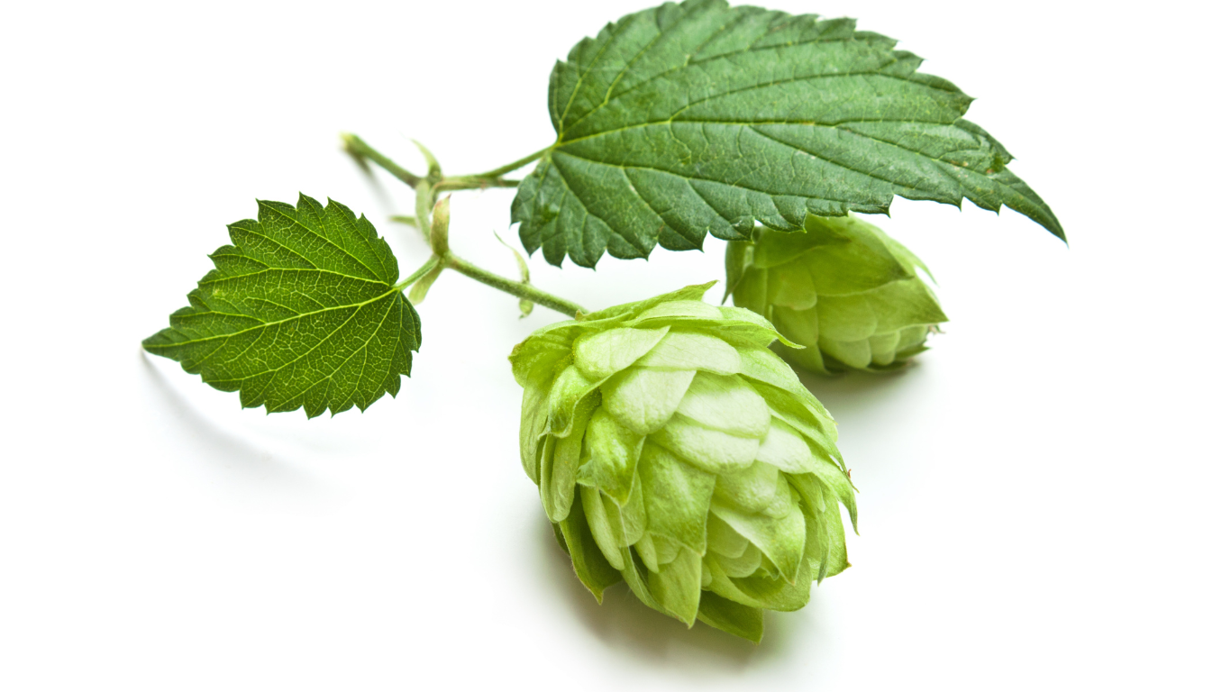 Hops per Ounce