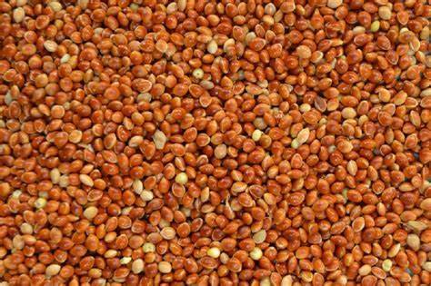 Whole Organic Red Millet Seed